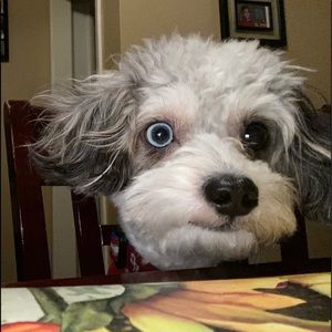 Meet your Posher, Robert